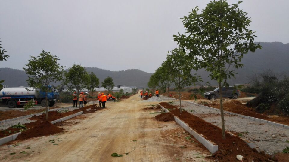 广西第四地质队大院移植