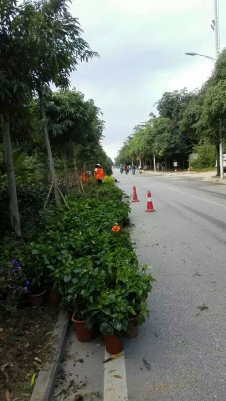 南宁江南那洪大道施工